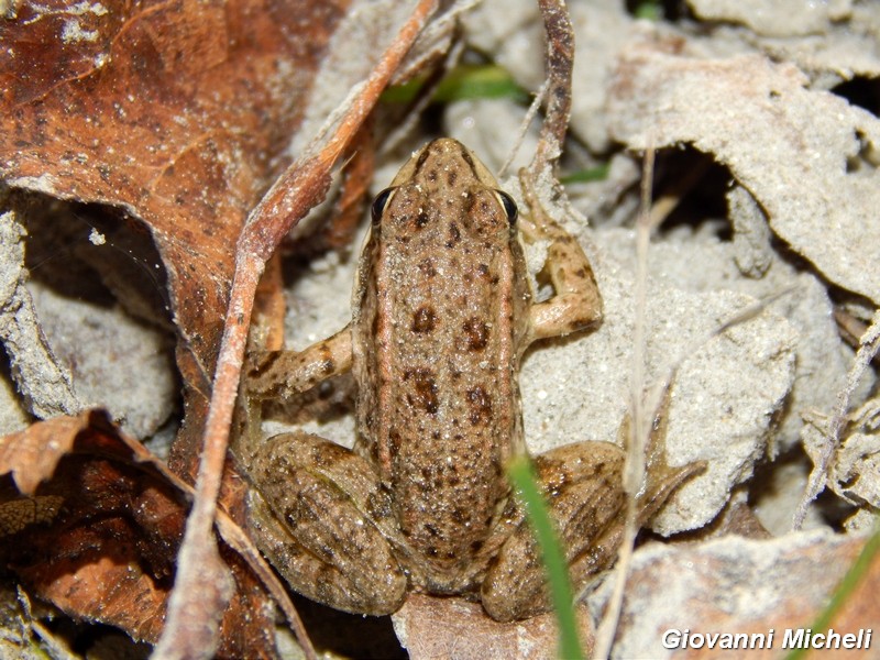 Rana da identificare - Pelophylax sp. (parco del Ticino)